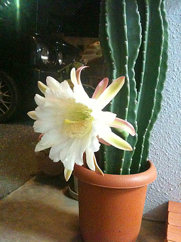cactusflower2.jpg