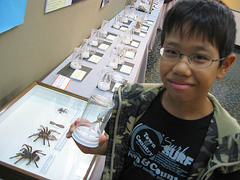 沖縄市郷土博物館のクモ展